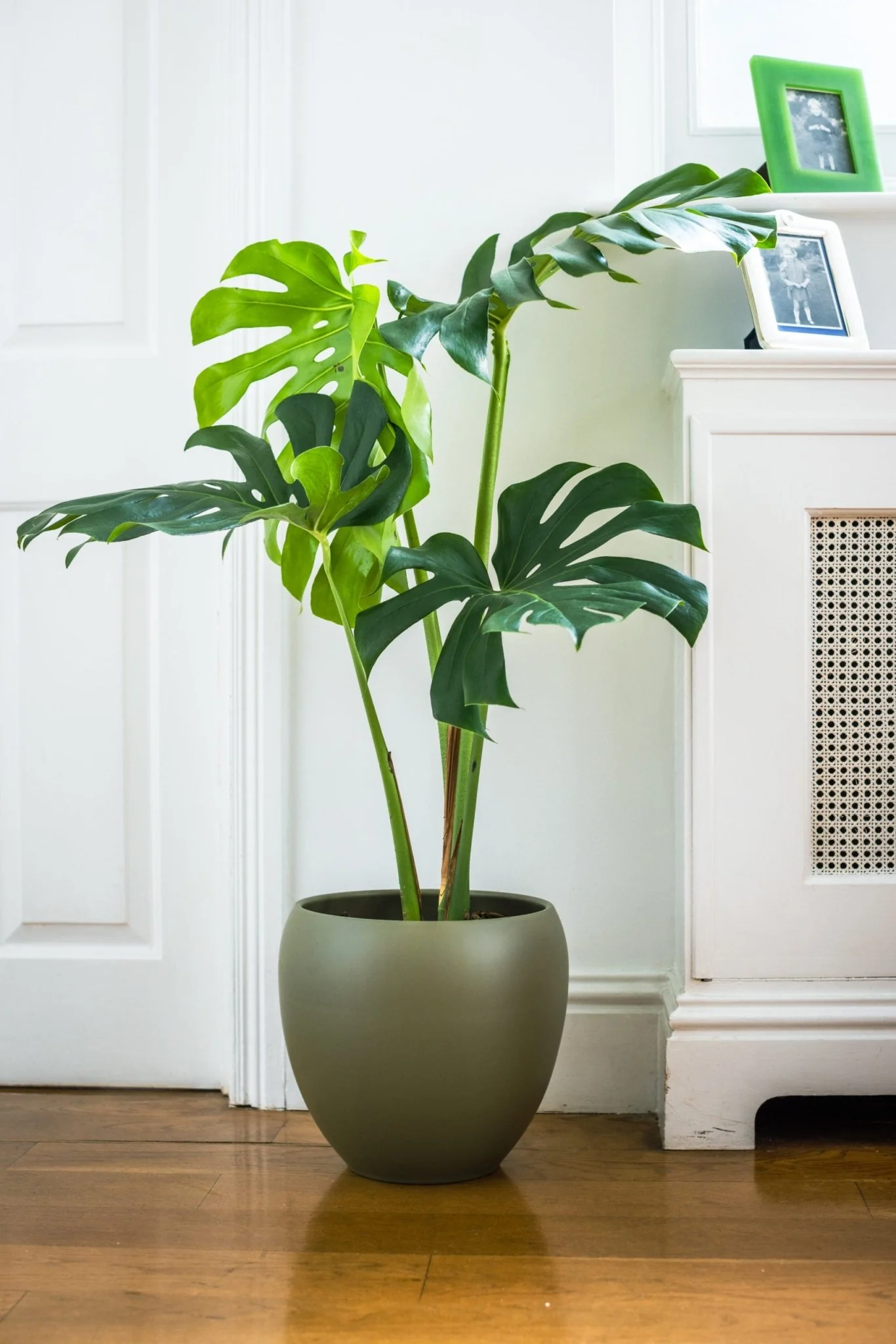 House Plants - Monstera Deliciosa - Swiss Cheese Plant - Image 4