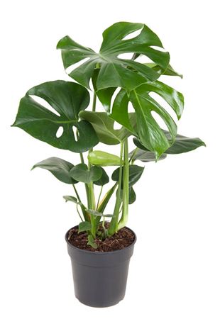 House Plants - Monstera Deliciosa - Swiss Cheese Plant - Image 5