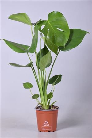 House Plants - Monstera Deliciosa - Swiss Cheese Plant - Image 6
