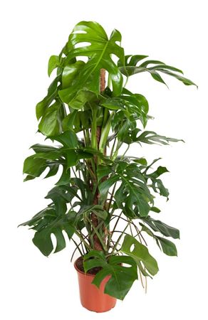 House Plants - Monstera Deliciosa - Swiss Cheese Plant - Image 7