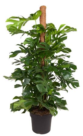 House Plants - Monstera Deliciosa - Swiss Cheese Plant - Image 8
