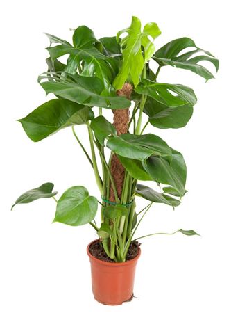 House Plants - Monstera Deliciosa - Swiss Cheese Plant - Image 9