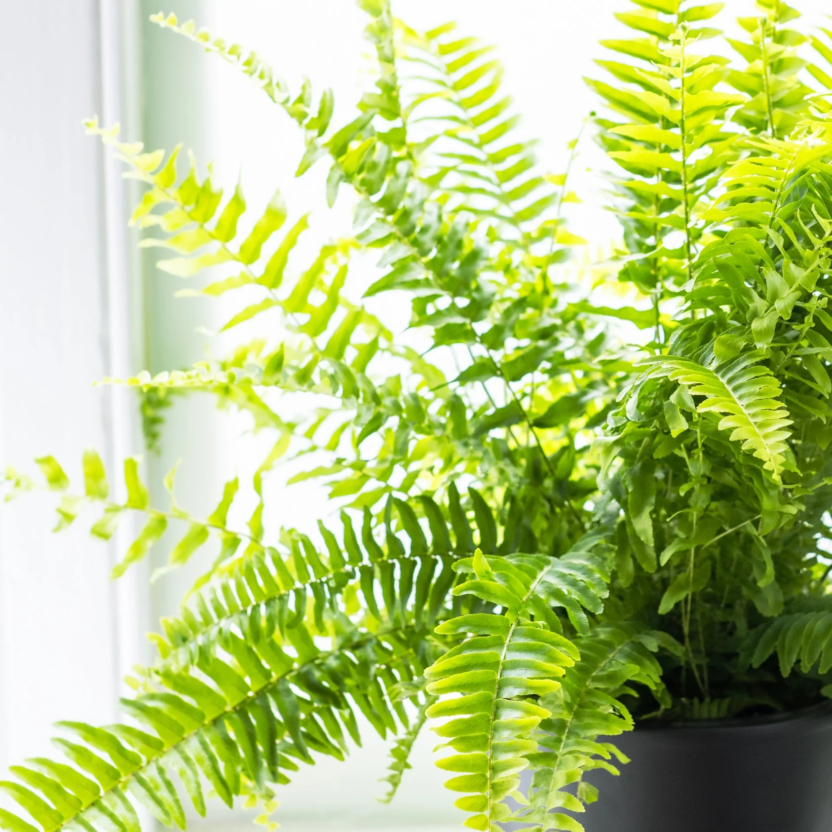 House Plants - Nephrolepis Exaltata - Boston Fern - Image 3