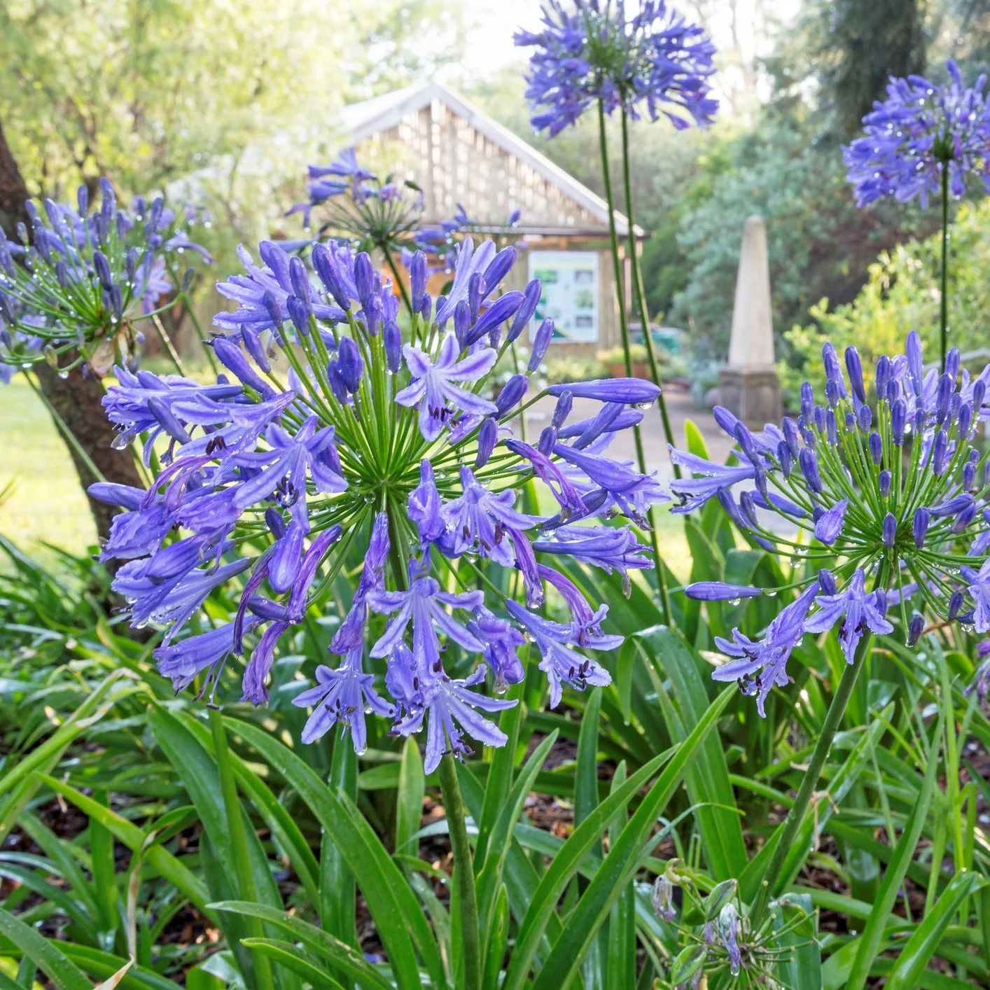 Outdoor Plant Subscriptions - Ongoing - Image 10