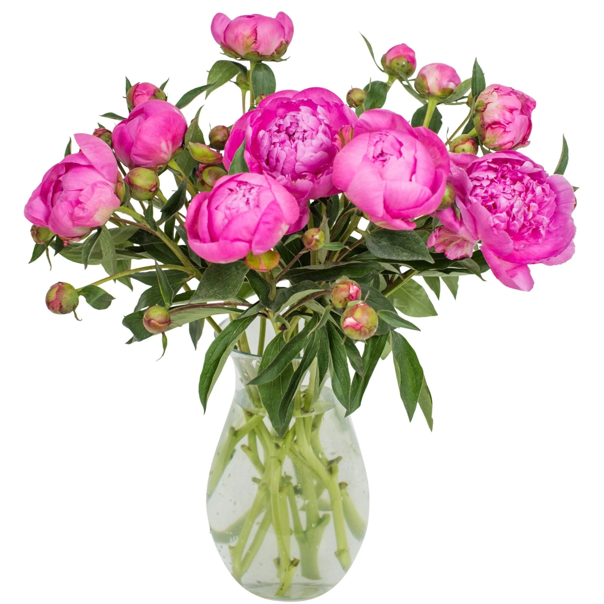 Peonies - Bright Pink - Image 2