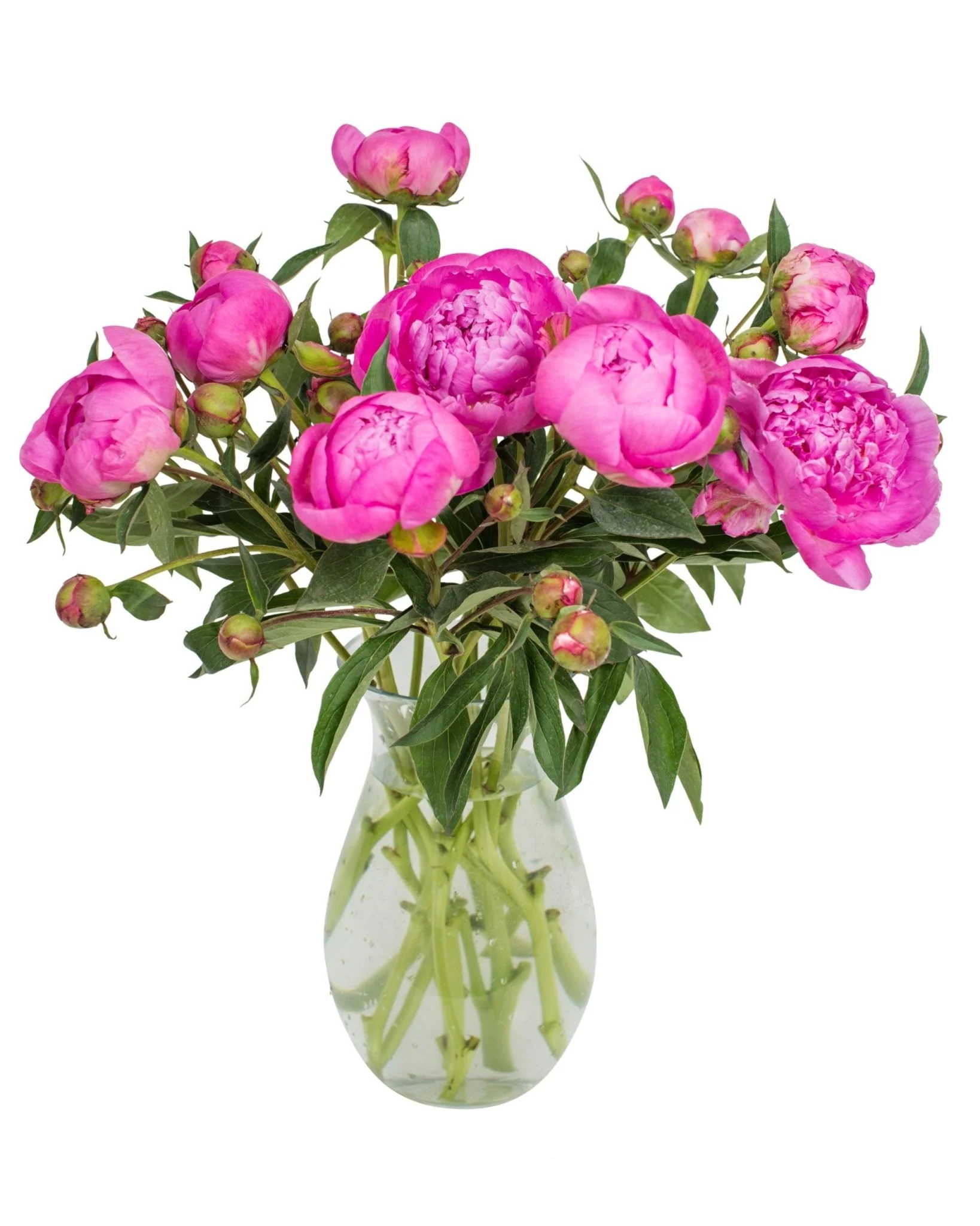 Peonies - Bright Pink - Image 3