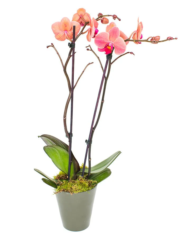 Phalaenopsis Orchid Subscriptions - Image 11