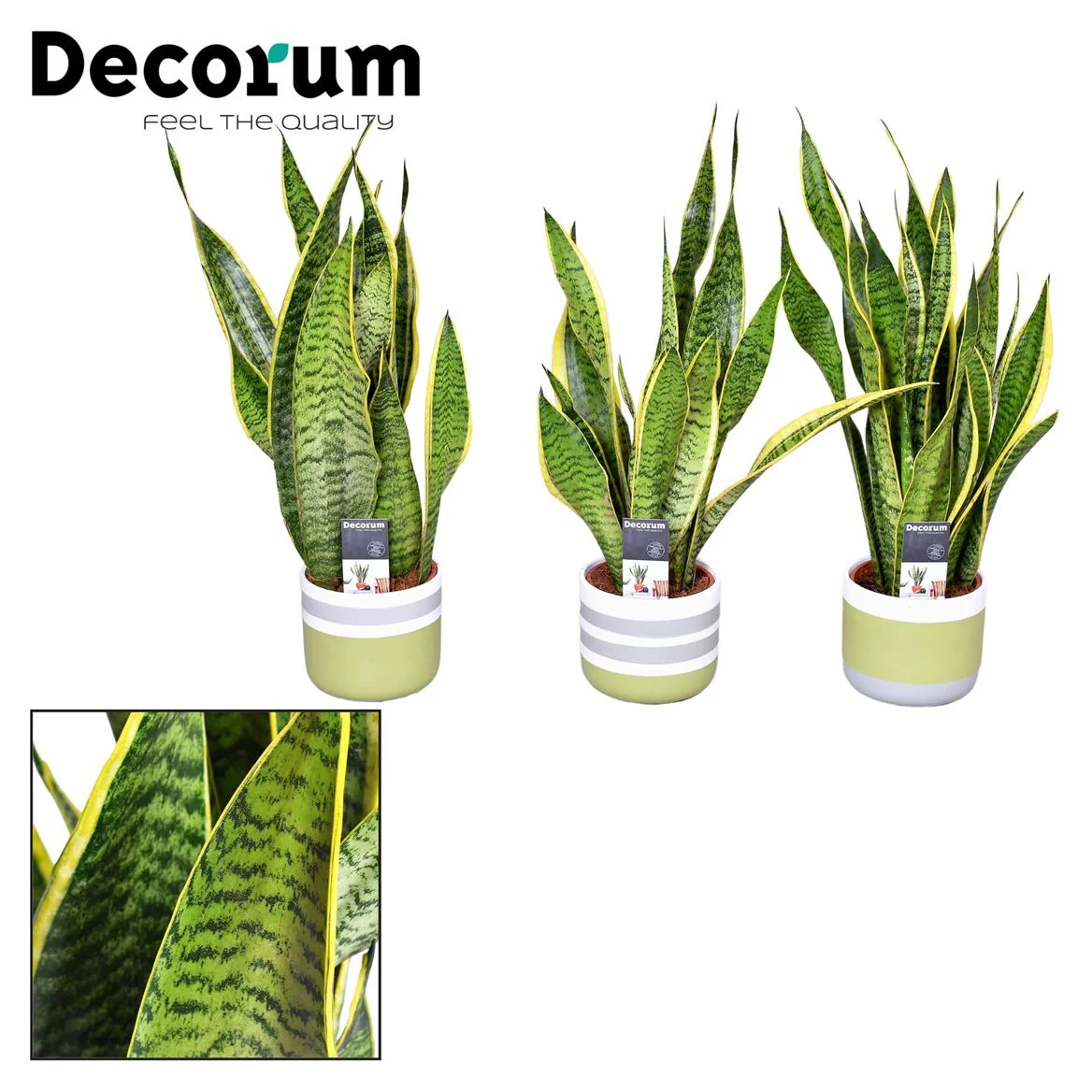 House Plants - Sansevieria - Laurentii - Image 3