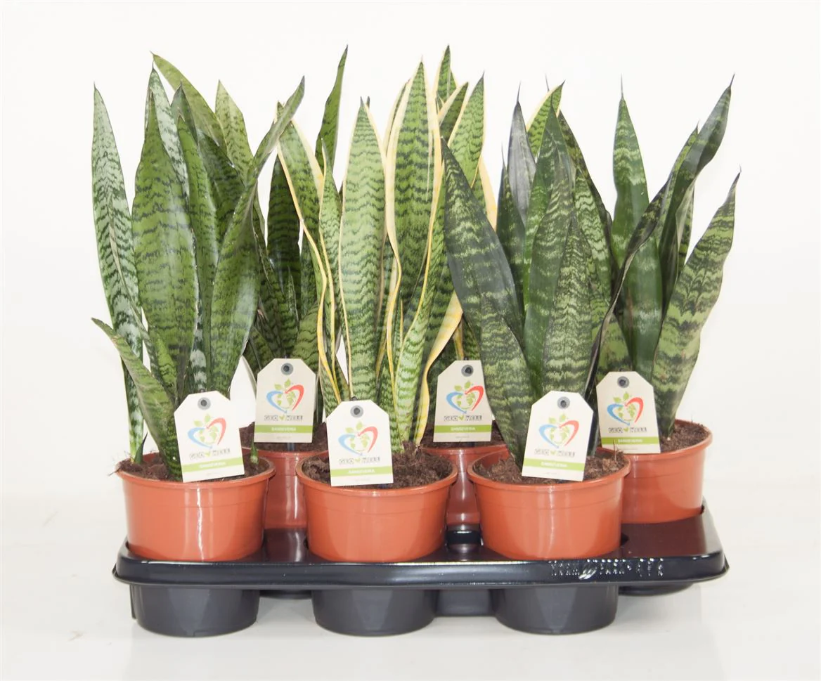 House Plants - Sansevieria - Laurentii - Image 4
