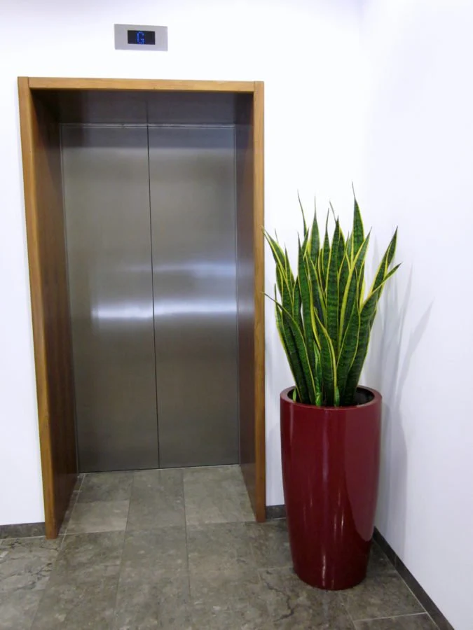 House Plants - Sansevieria - Laurentii - Image 5