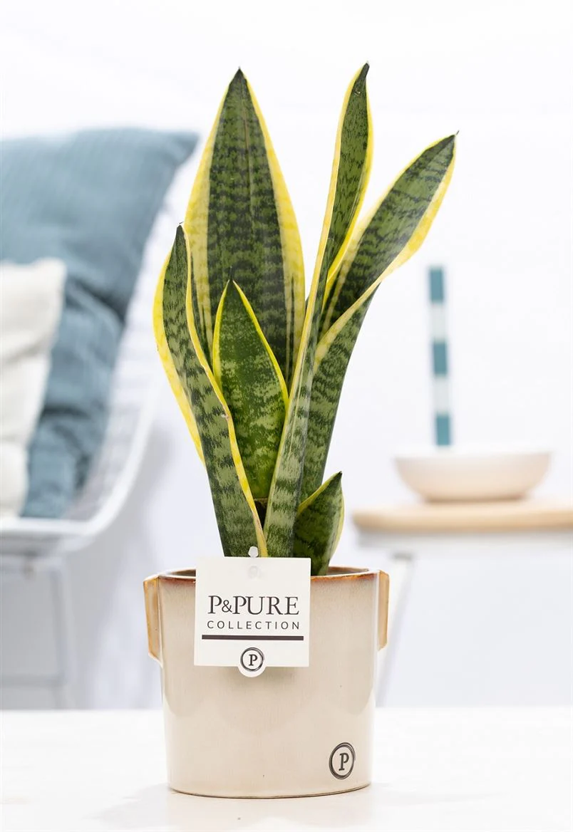 House Plants - Sansevieria - Laurentii - Image 6