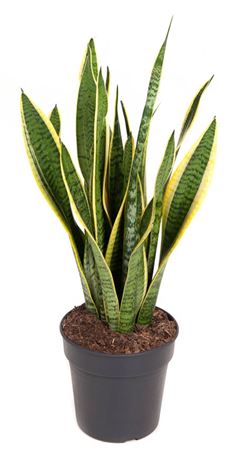 House Plants - Sansevieria - Laurentii - Image 7