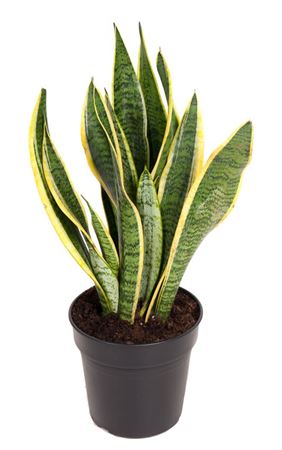 House Plants - Sansevieria - Laurentii - Image 8