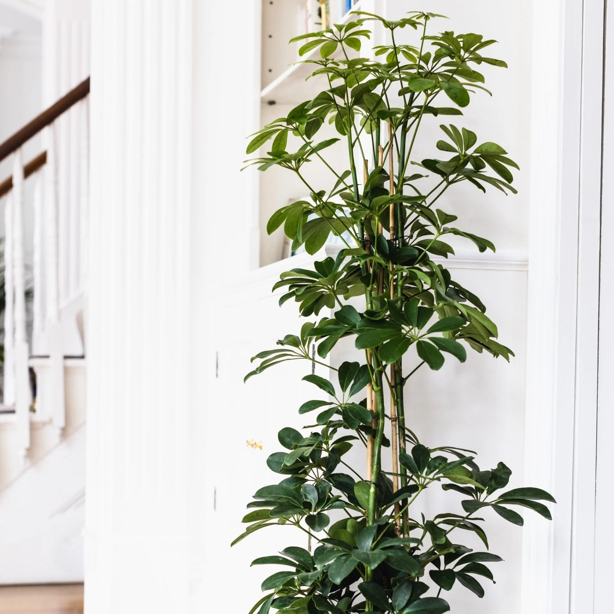 House Plants - Schefflera Arboricola - Compacta - Image 2