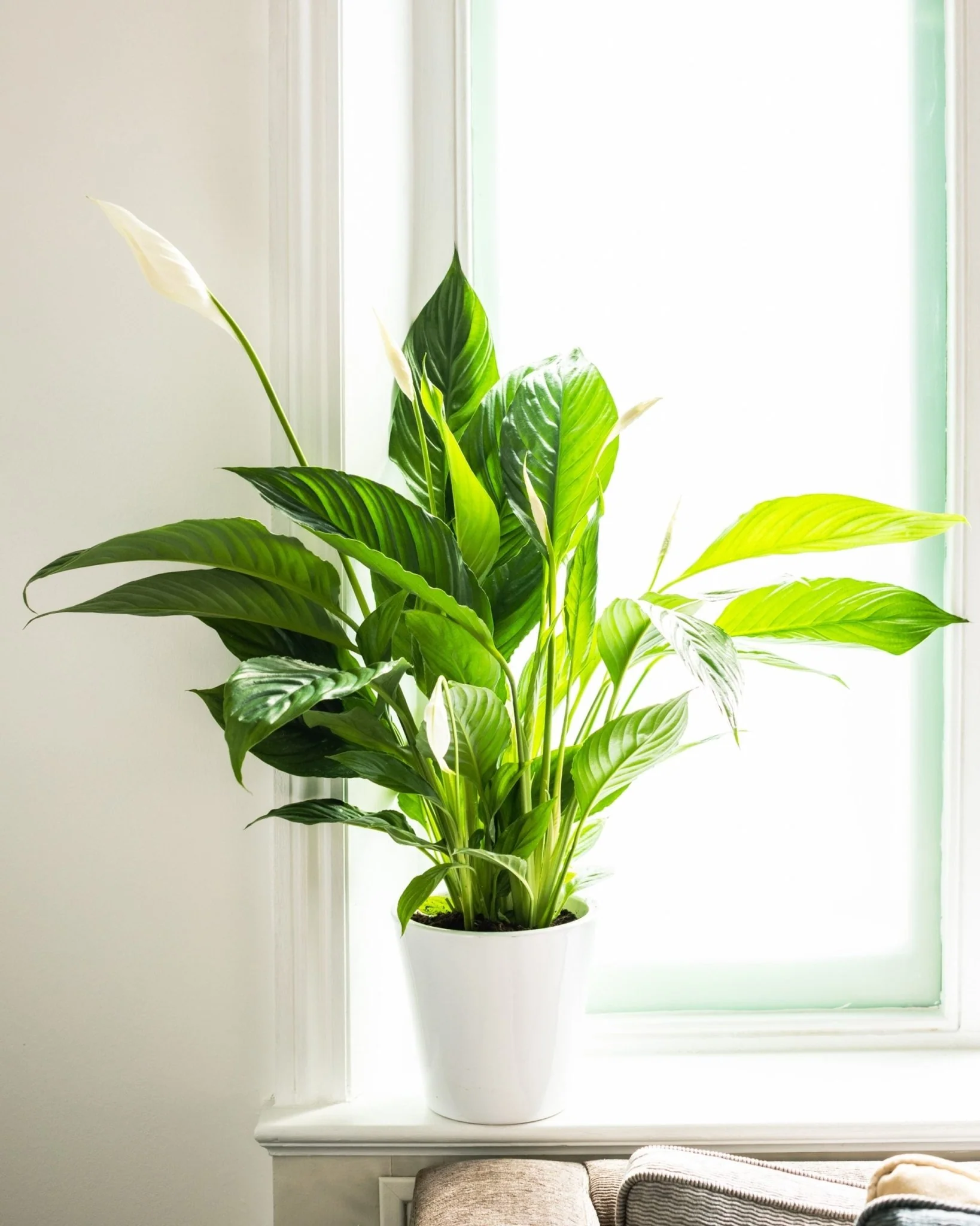 House Plants - Spathyphillum - Peace Lily Plant - Image 2