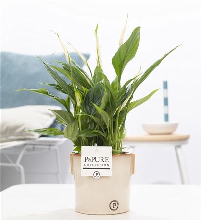 House Plants - Spathyphillum - Peace Lily Plant - Image 3