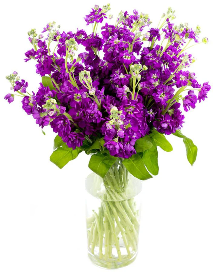 Stocks - Image 3
