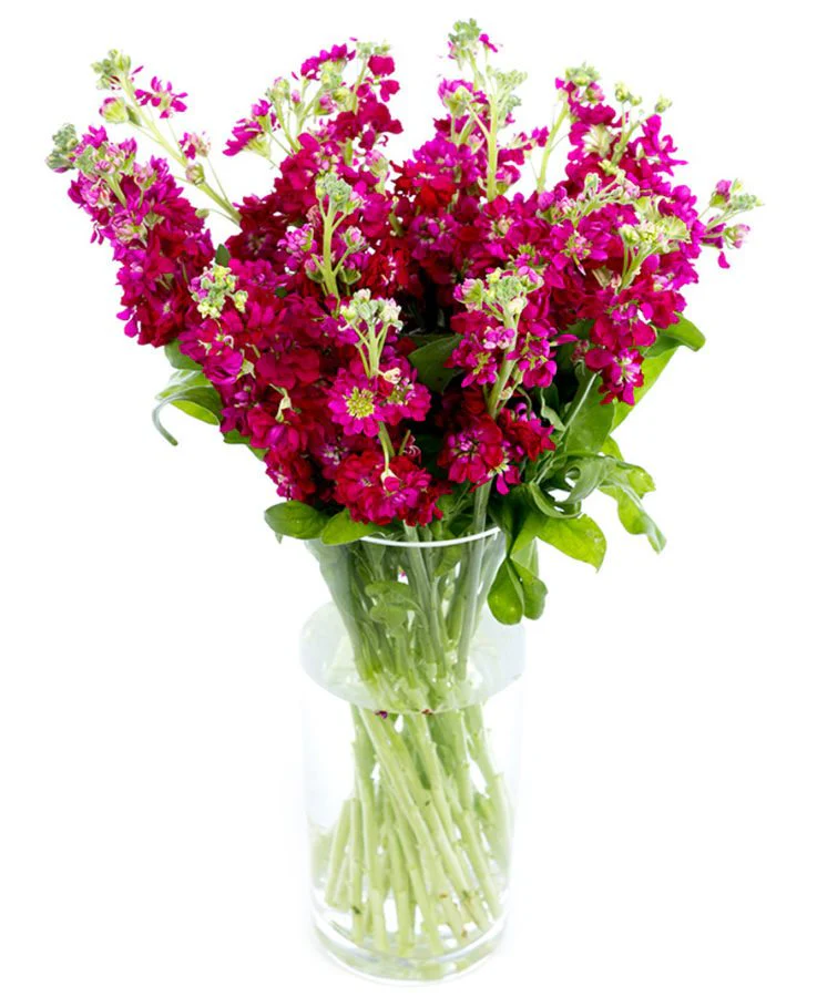Stocks - Image 4