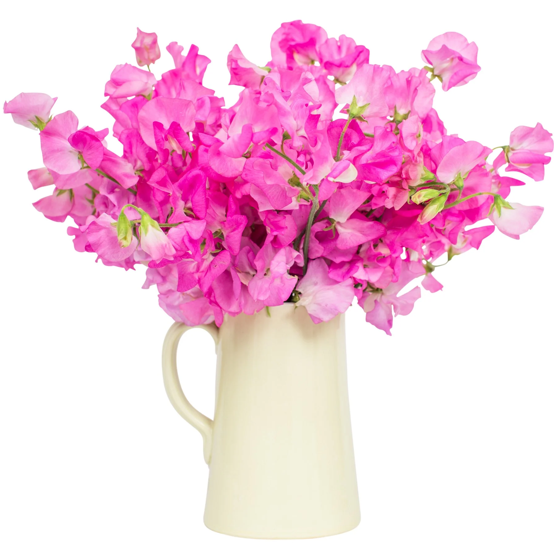 Sweet Peas - Bright Pink - Image 2