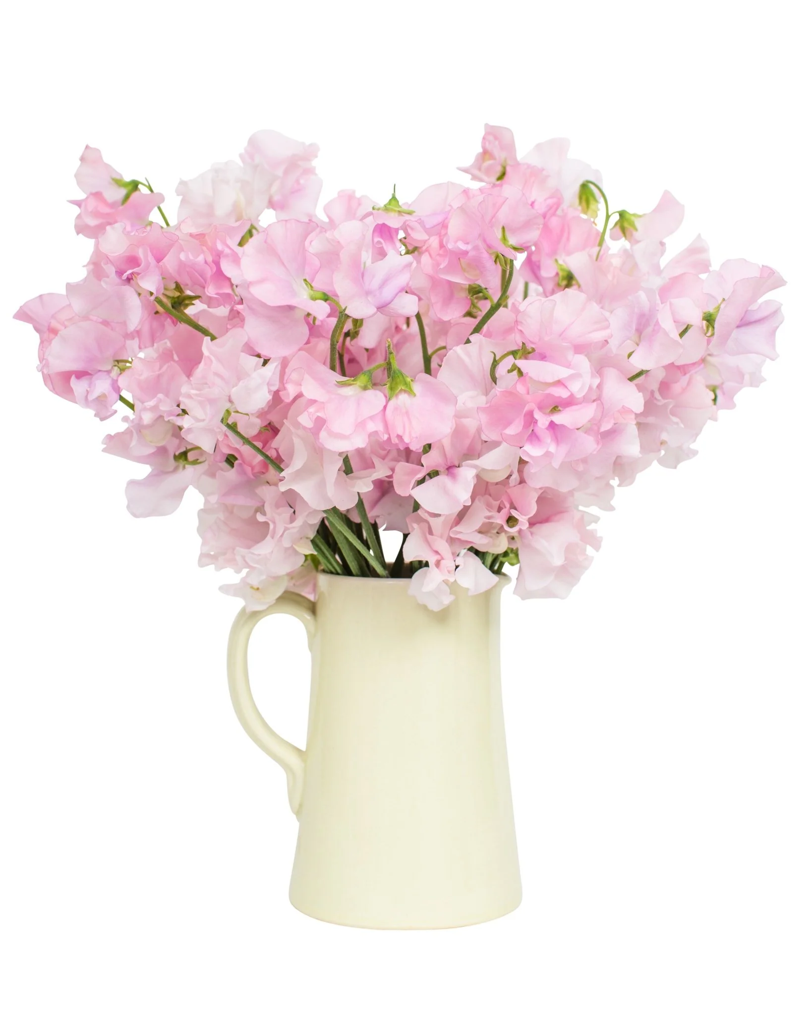 Sweet Peas - Pink