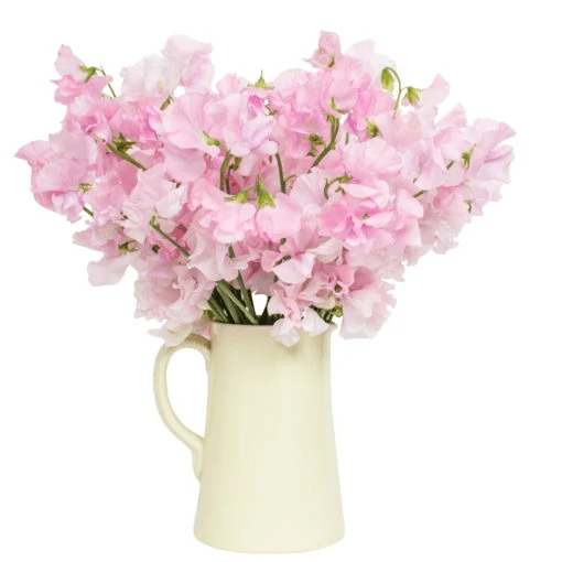 Sweet Peas - Pink - Image 2