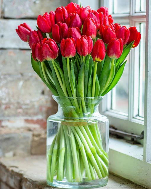 Tulips - Image 14