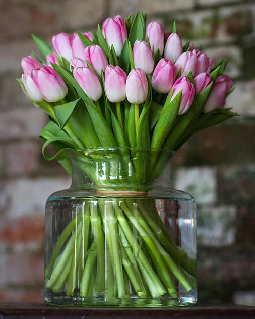 Tulips - Image 15