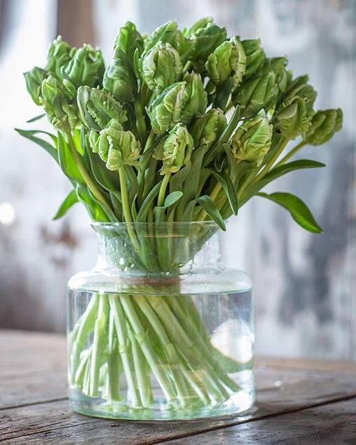 Tulips - Image 8